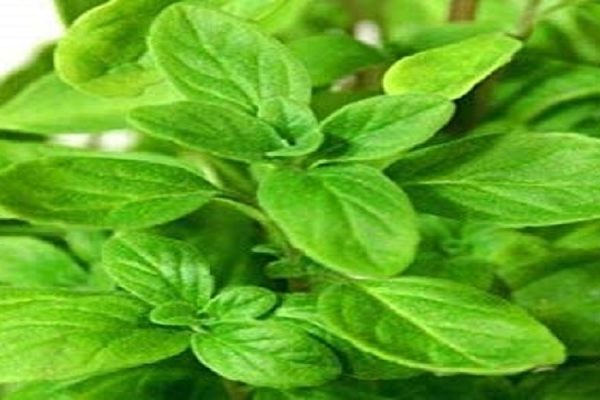 Health Benefits of Marjoram